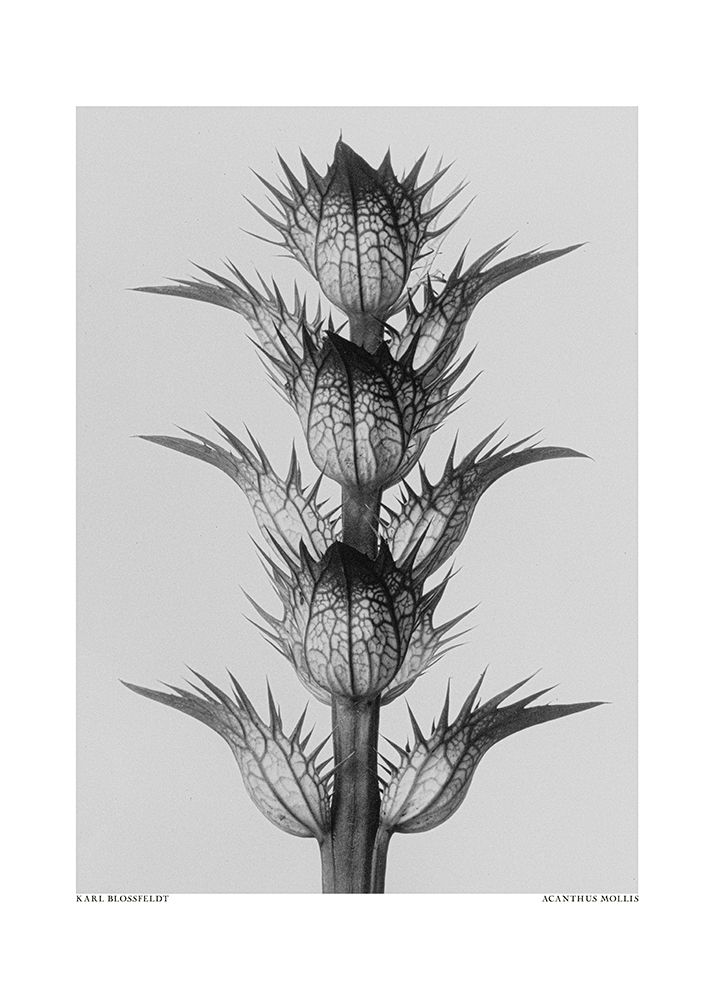 Acanthus Mollis art print by Pictufy for $57.95 CAD
