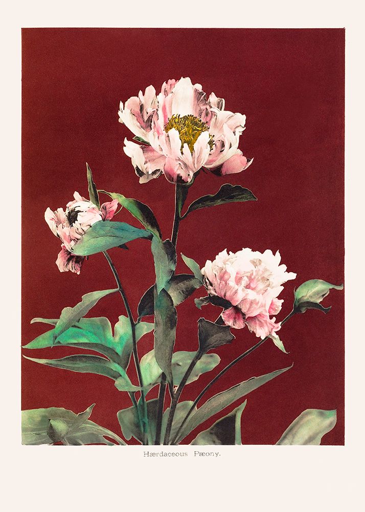 HAbrdaceous Peony no2 art print by Pictufy for $57.95 CAD