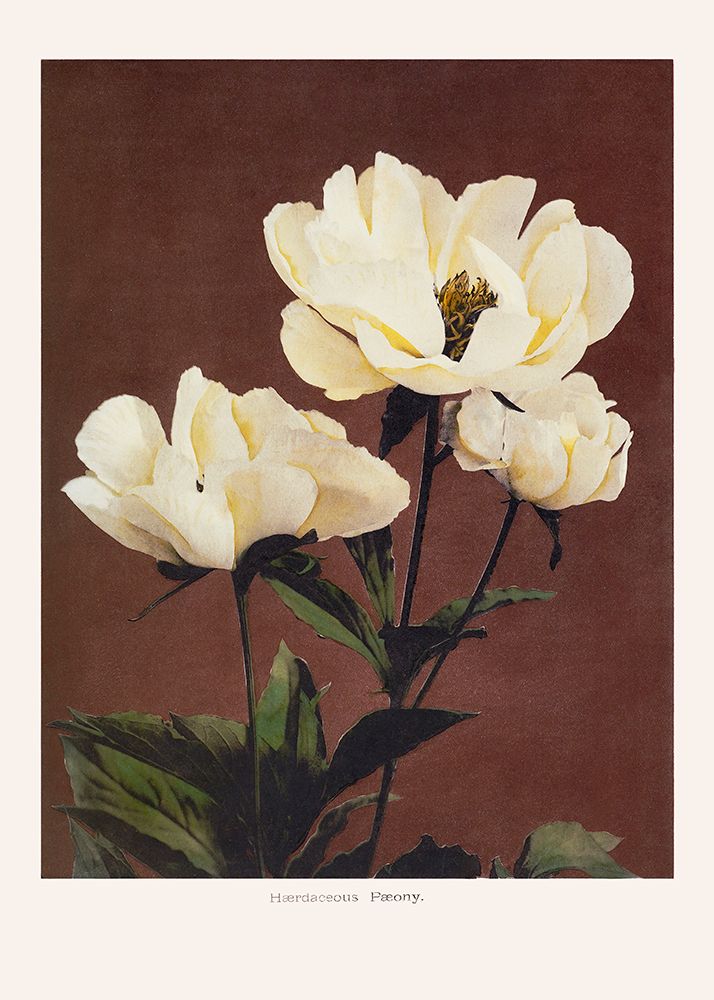HAbrdaceous Peony art print by Pictufy for $57.95 CAD