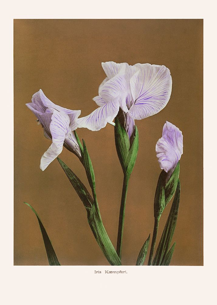 Iris KAbmpferi no2 art print by Pictufy for $57.95 CAD