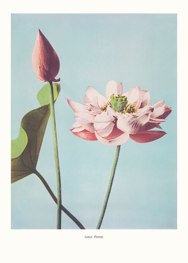 Lotus Flowers art print by Pictufy for $57.95 CAD