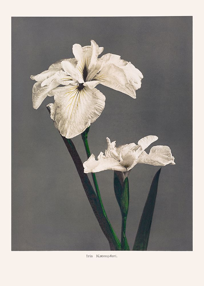 Iris KAbmpferi art print by Pictufy for $57.95 CAD