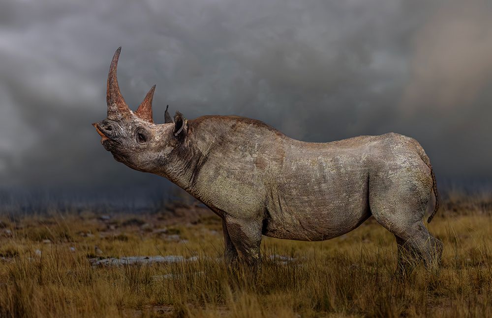 black rhino art print by Jannes Drotsky for $57.95 CAD