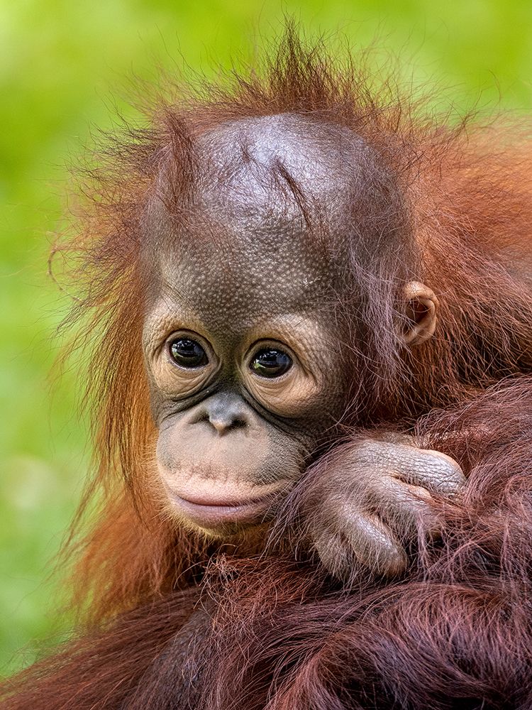 Face Baby Orangutan art print by Prabu Dennaga for $57.95 CAD