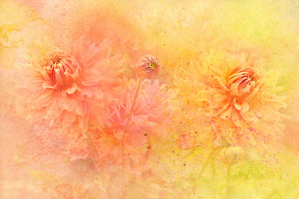 Tangerine art print by Jacky Parker for $57.95 CAD