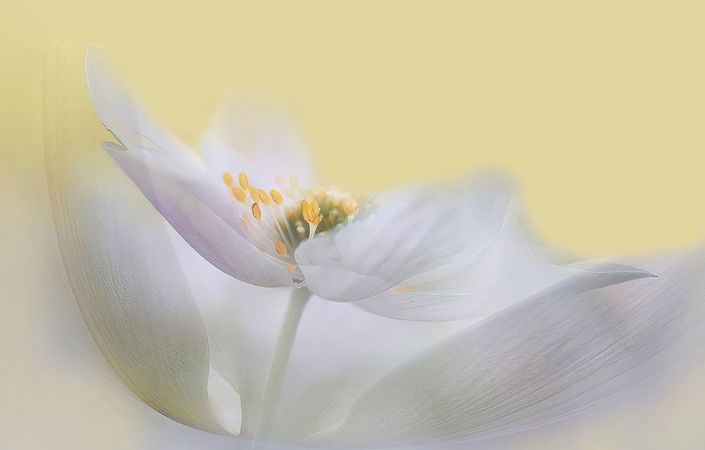 Rest In My Arms. art print by Ylva Sjogren for $57.95 CAD