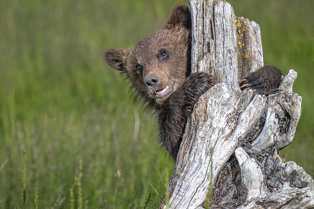 The Adorable Grizzly Bear Cub art print by Jeffrey C. Sink for $57.95 CAD