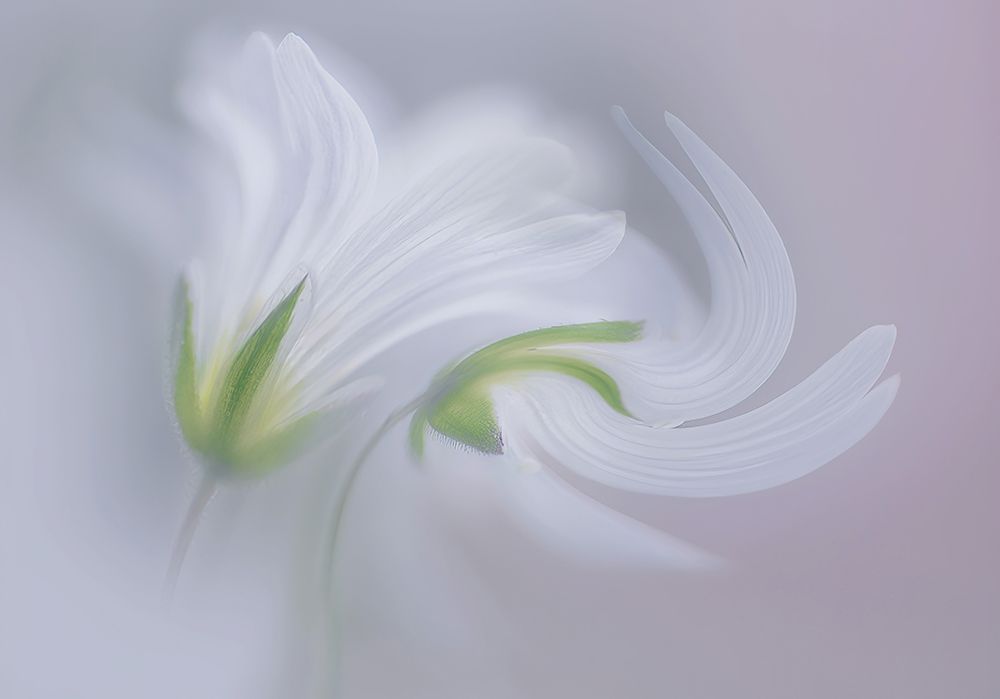 Dance With Me. art print by Ylva Sjogren for $57.95 CAD