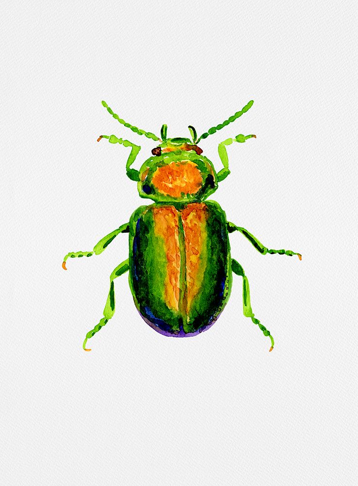 Tansy beetle or Chrysolina graminis art print by Kata Botanical for $57.95 CAD