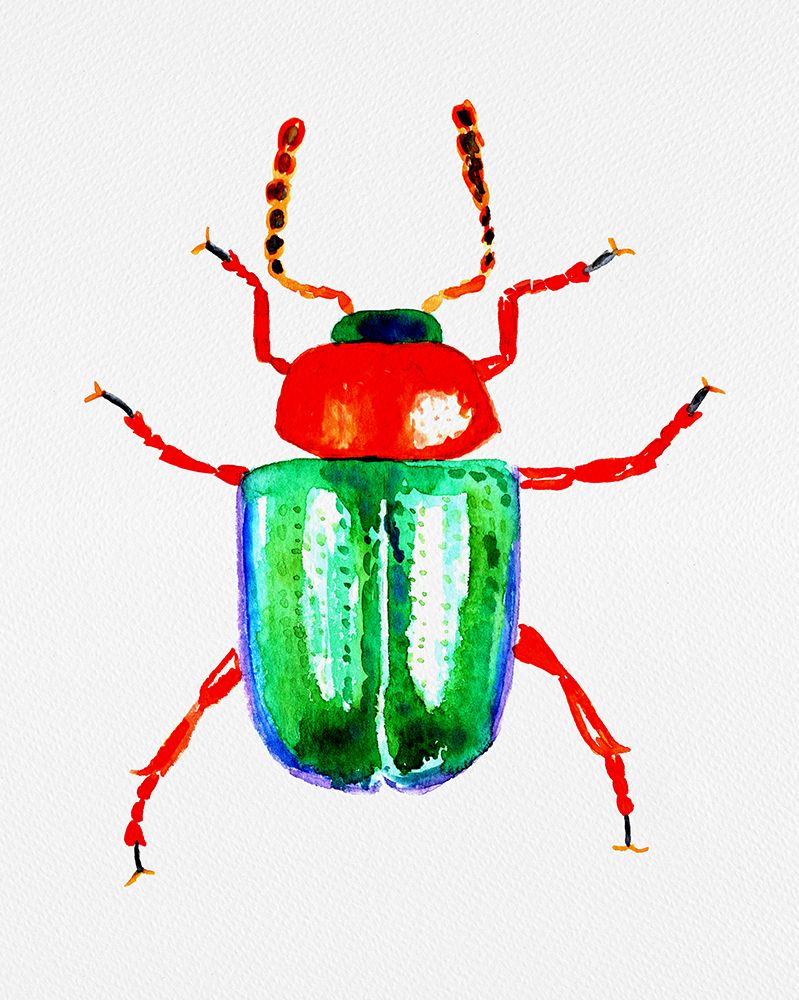 Knotweed beetle or Gastrophysa polygoni art print by Kata Botanical for $57.95 CAD