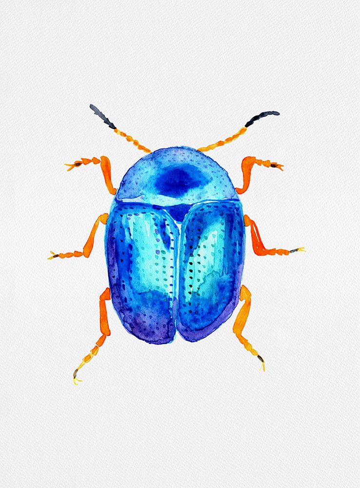 Blue leaf beetle or Colaphus sophiae art print by Kata Botanical for $57.95 CAD