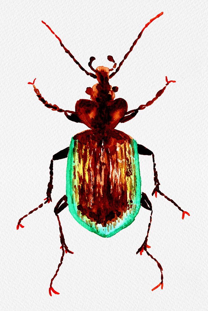 Caterpillar hunter beetle or Calosoma scrutator art print by Kata Botanical for $57.95 CAD