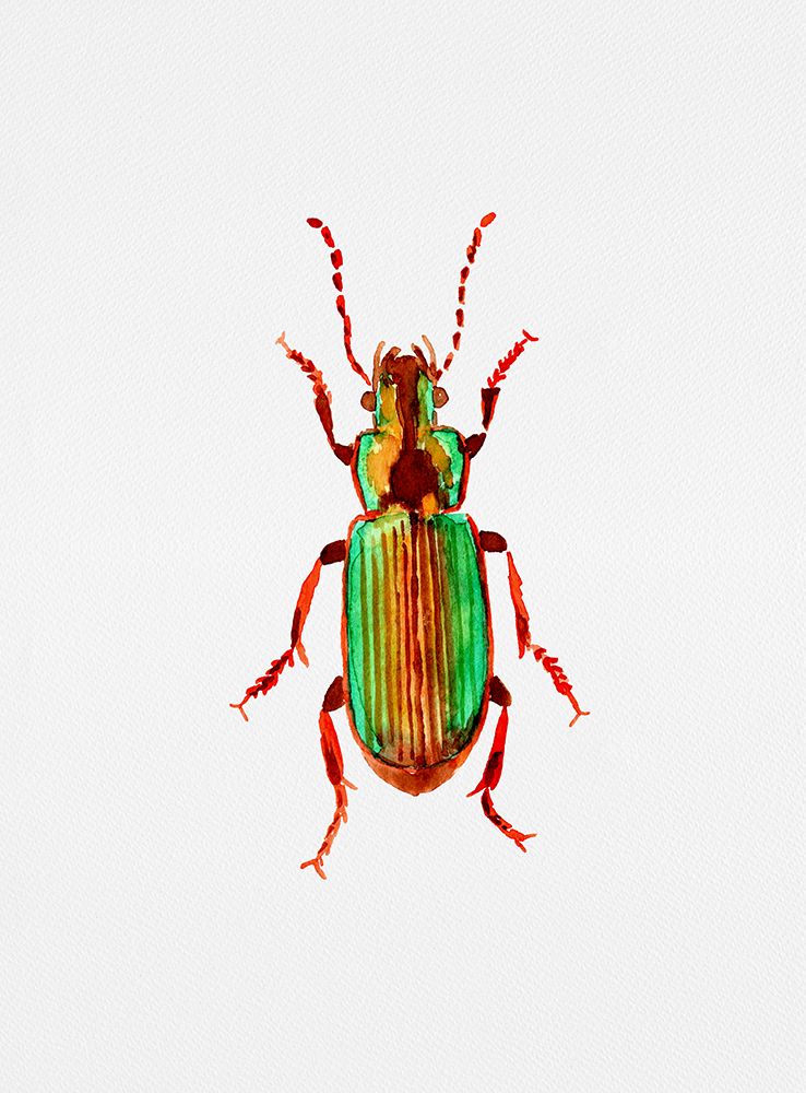 Carabidae ground beetle or Harpalus distinguendus art print by Kata Botanical for $57.95 CAD