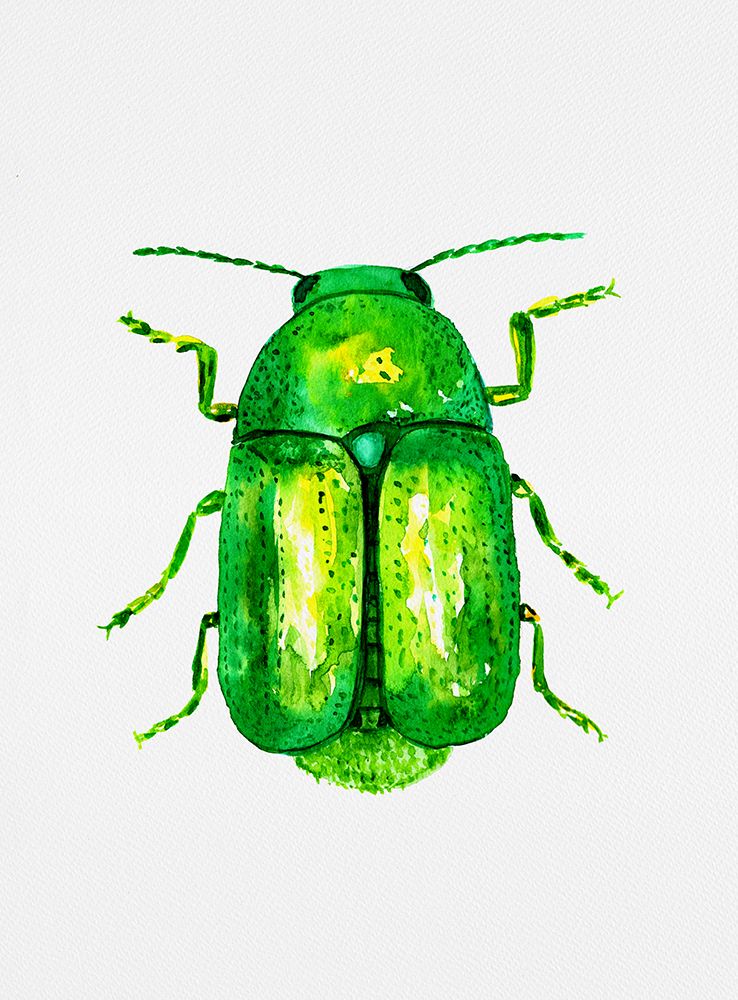 Cylindrical leaf beetle or Cryptocephalus sericeus art print by Kata Botanical for $57.95 CAD