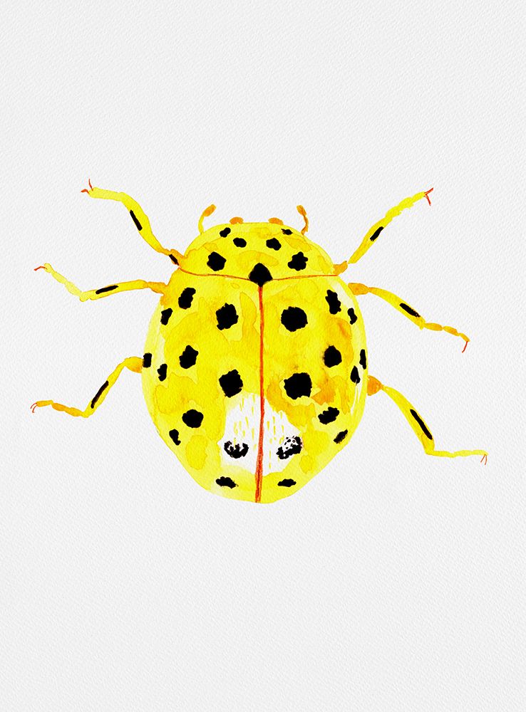 The 22-spot ladybird or Psyllobora vigintiduopunctata art print by Kata Botanical for $57.95 CAD