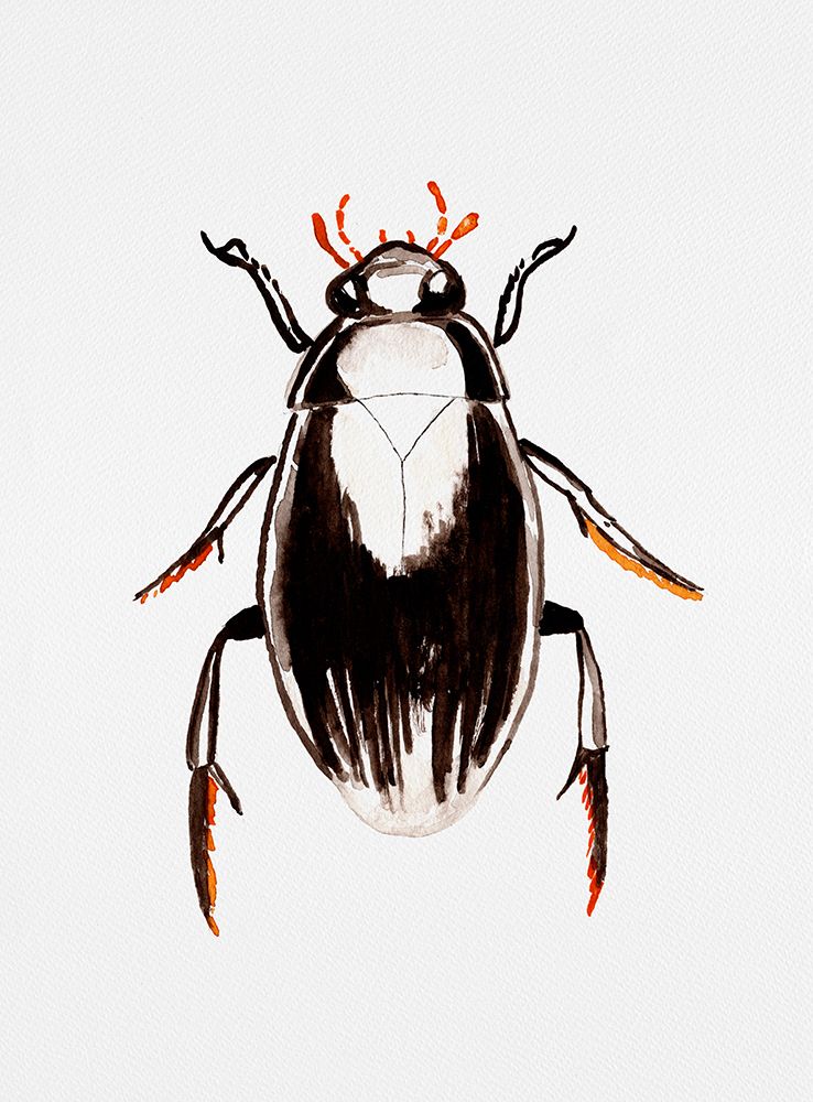 Water scavenger beetle or Hydrophilus aterrimus art print by Kata Botanical for $57.95 CAD