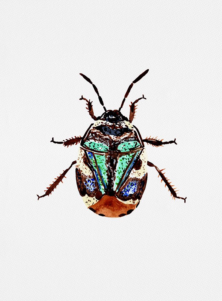 Pied shield bug or Tritomegas bicolor art print by Kata Botanical for $57.95 CAD