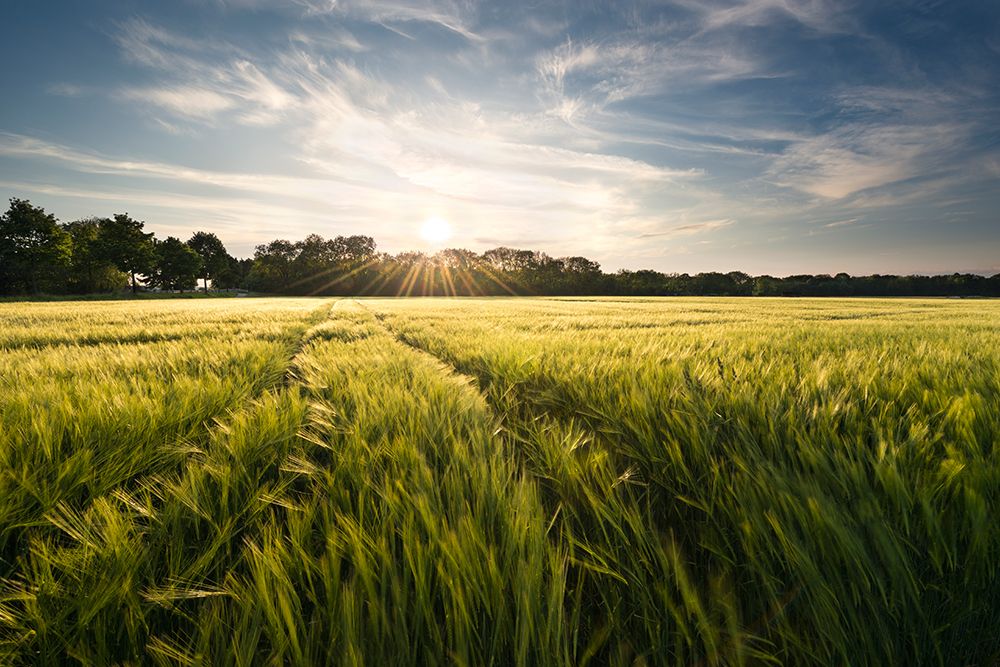 Barley Meadow art print by Stefan Hefele for $57.95 CAD