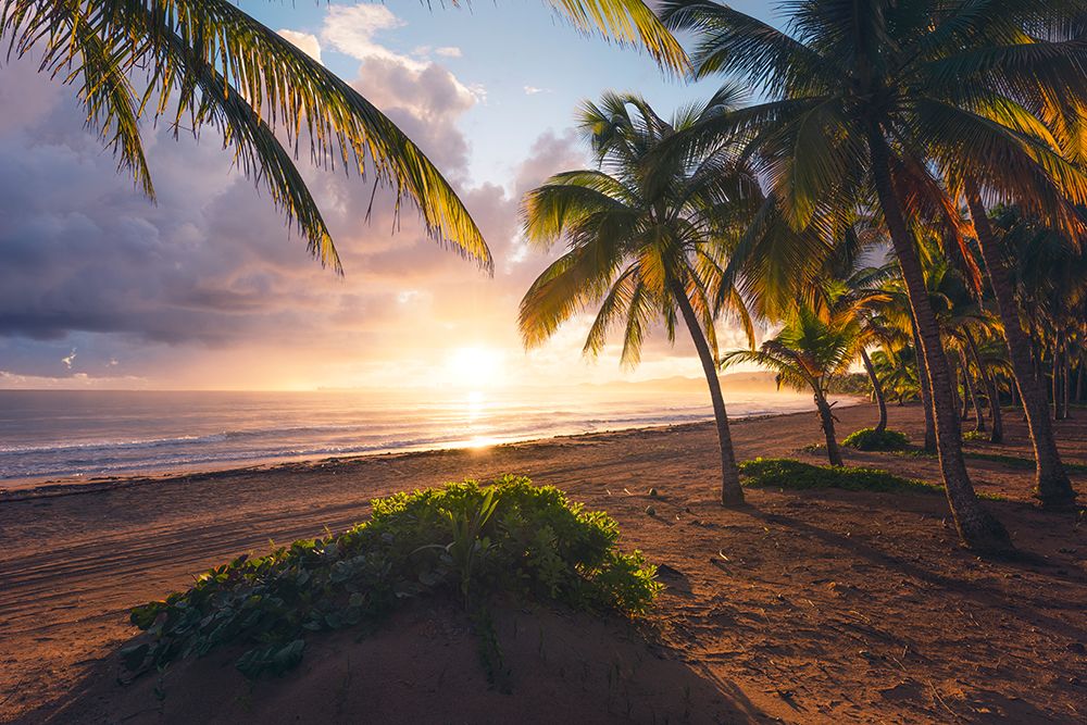 Good Morning Paradise art print by Stefan Hefele for $57.95 CAD