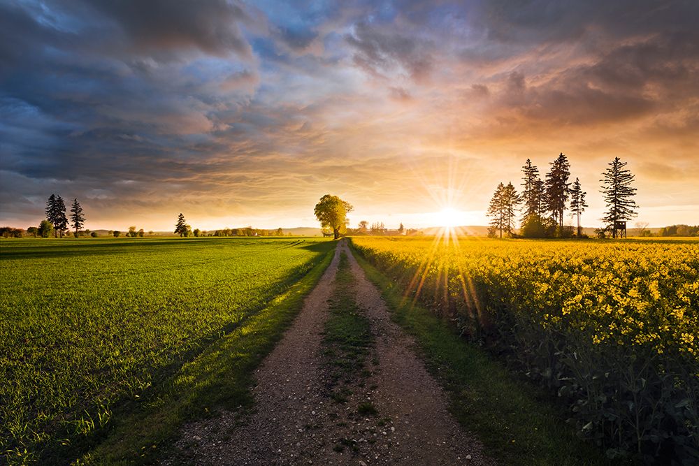 Summer Meadow art print by Stefan Hefele for $57.95 CAD