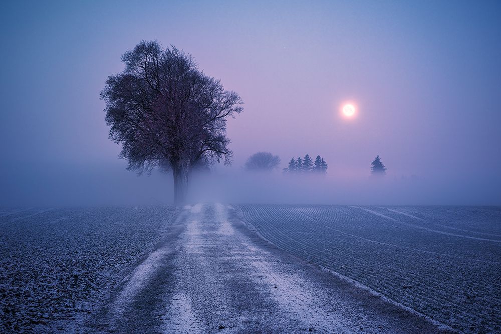 Moonlit Path art print by Stefan Hefele for $57.95 CAD