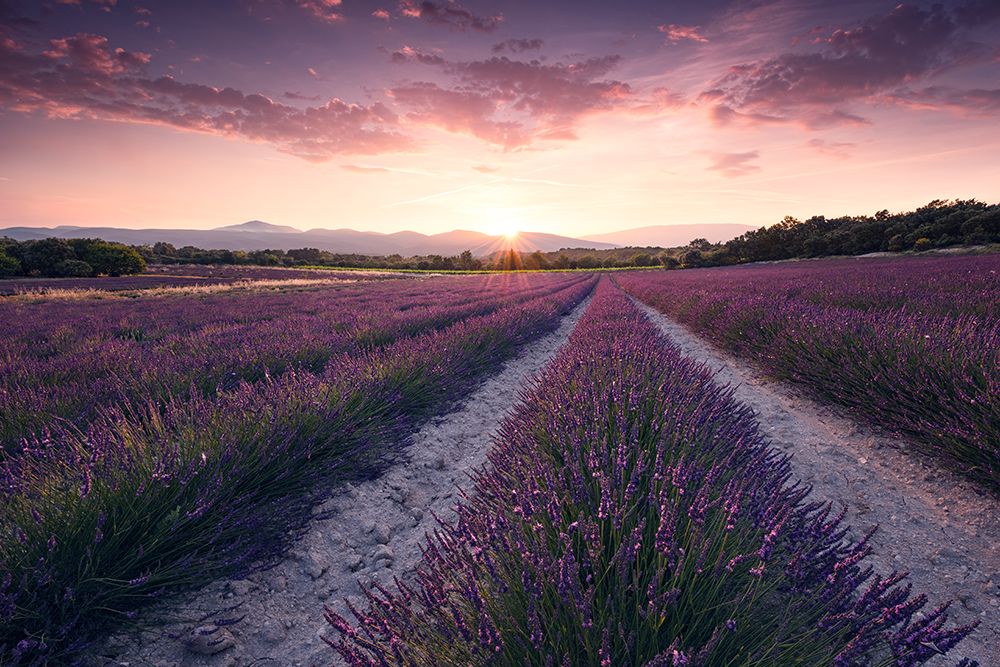 Purple Provence art print by Stefan Hefele for $57.95 CAD