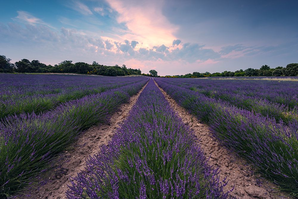 Blue Lavender art print by Stefan Hefele for $57.95 CAD