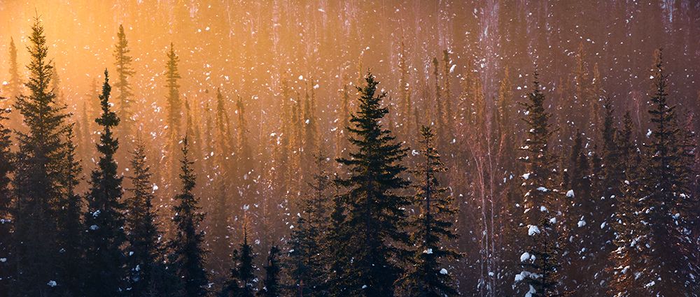 Snow Flakes art print by Stefan Hefele for $57.95 CAD