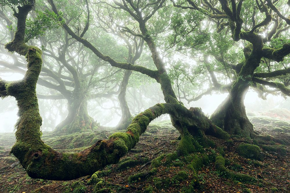 Mystic Laurel Forest art print by Stefan Hefele for $57.95 CAD