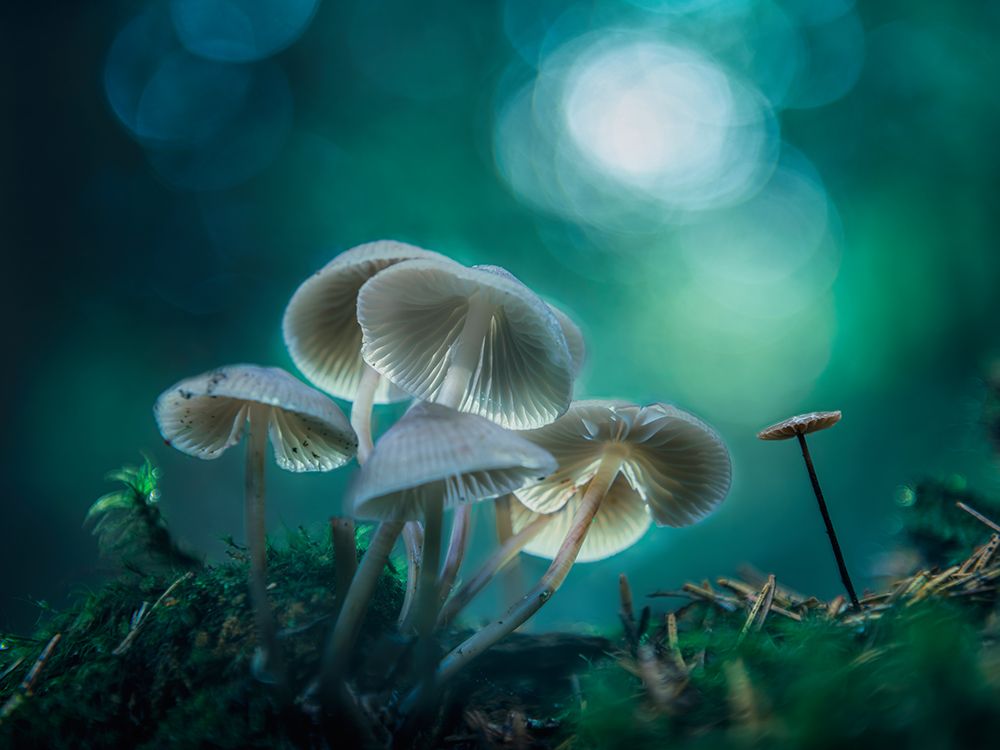 Forest Dreams art print by Stefan Hefele for $57.95 CAD