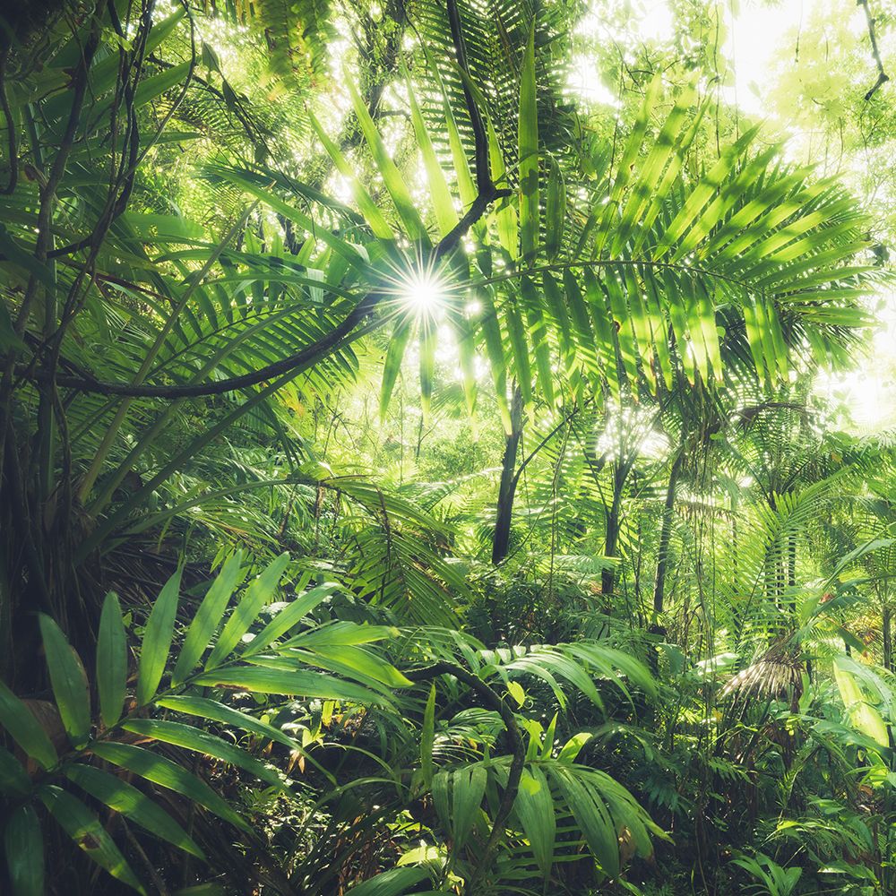 Jungle Flair art print by Stefan Hefele for $57.95 CAD