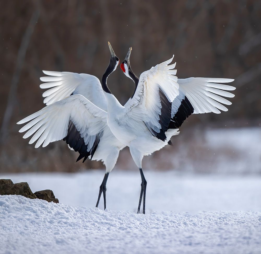 Red-Crowned Crane Dance art print by Judy Tseng for $57.95 CAD