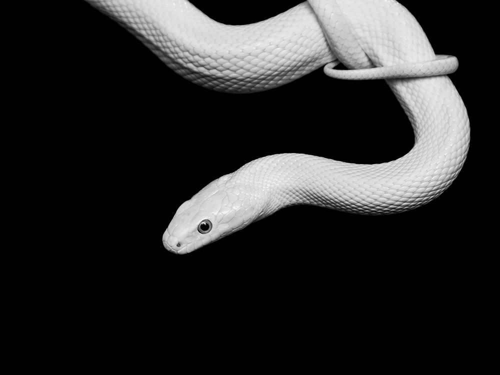 Serpent Blanc art print by David Drake for $57.95 CAD