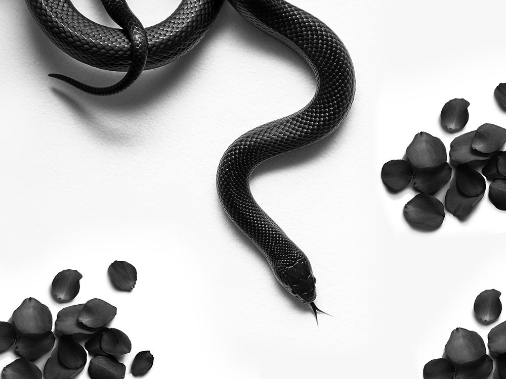 Black Snake Roam art print by David Drake for $57.95 CAD