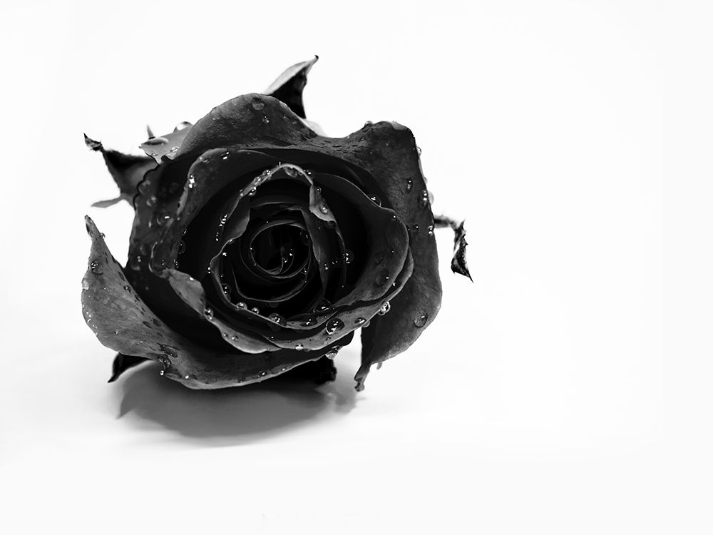Rose Noir art print by David Drake for $57.95 CAD