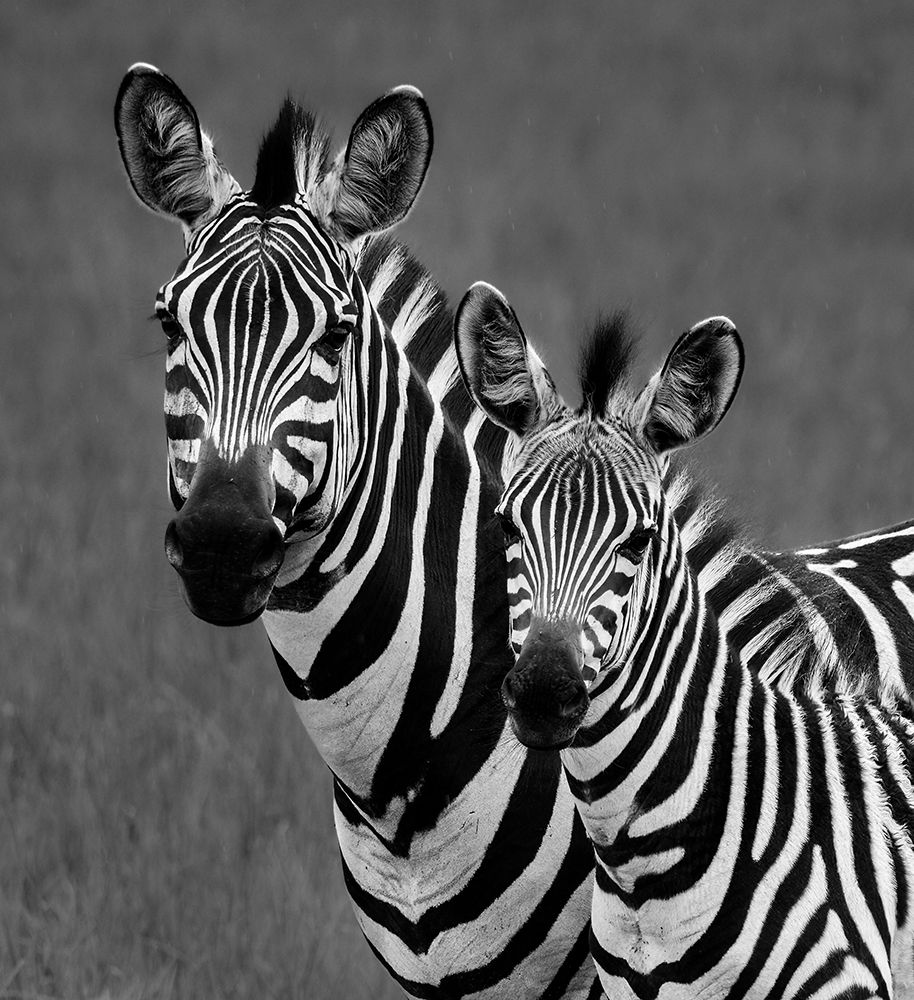 Zebras art print by Thomas Parsons for $57.95 CAD