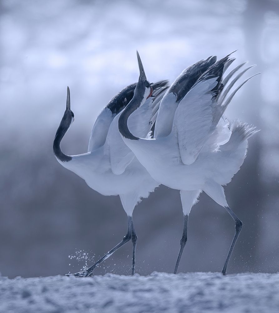 dual danceing art print by Judy Tseng for $57.95 CAD