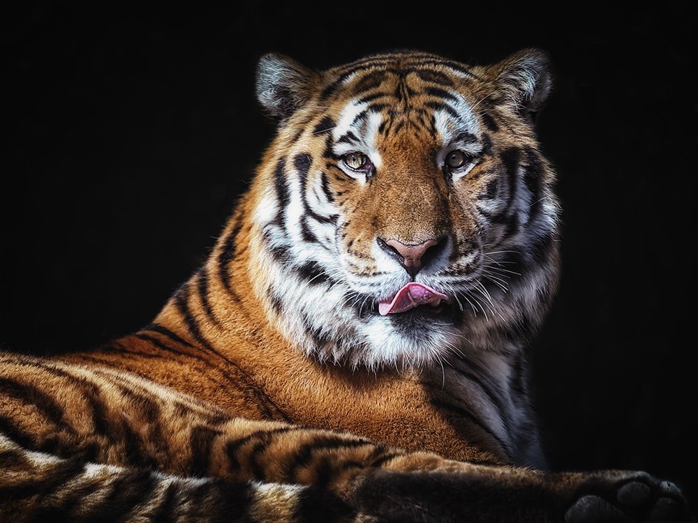 Sibirian Tiger art print by Franz Baumann for $57.95 CAD