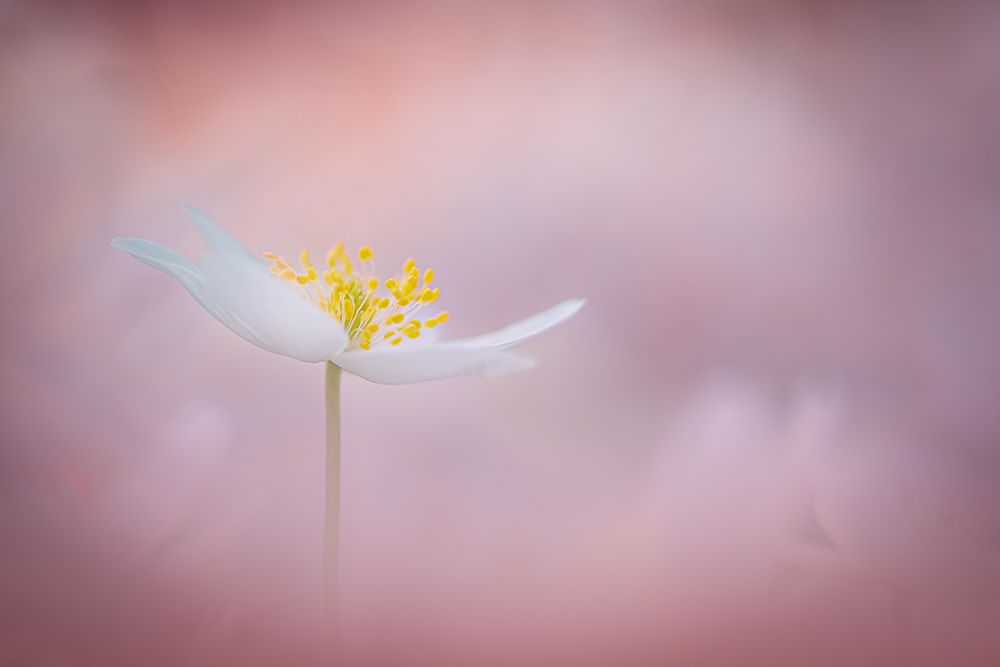 Spring Is Here art print by Kutub Uddin for $57.95 CAD