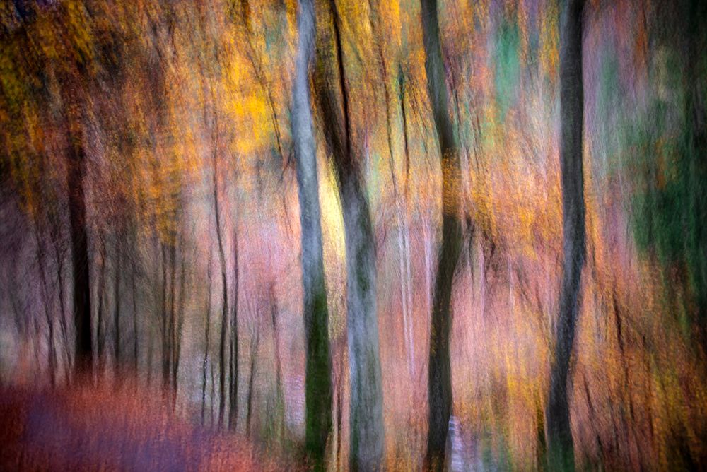 Forest in Autumn art print by Silvija Danelsone for $57.95 CAD