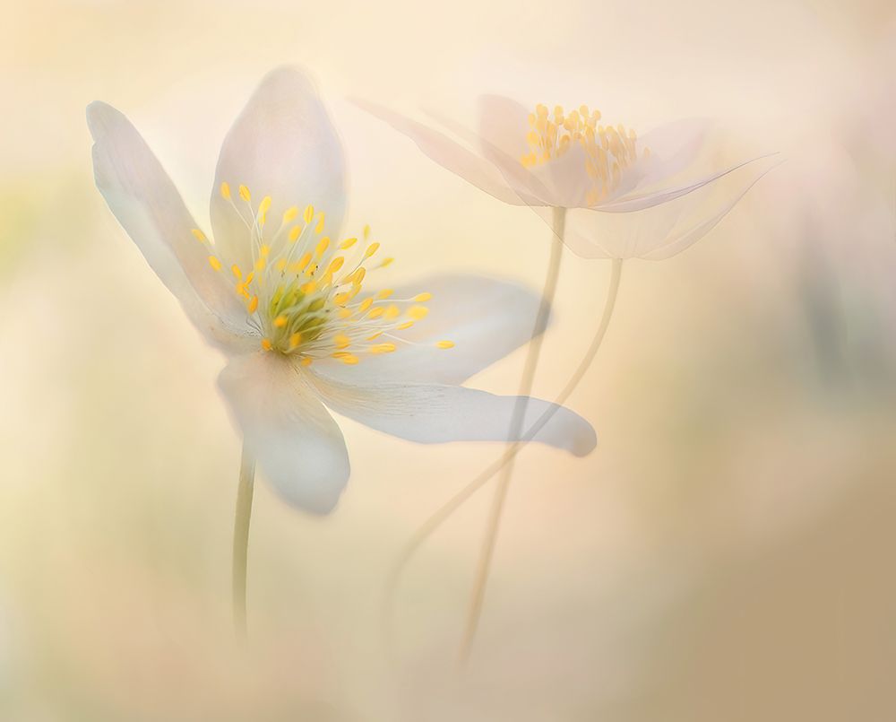 Brigth Moments. art print by Ylva Sjogren for $57.95 CAD