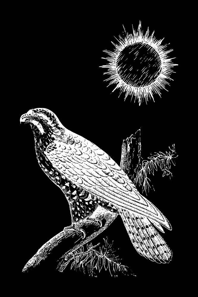 Falcon Peregrine art print by Hussein Abdel Aal for $57.95 CAD