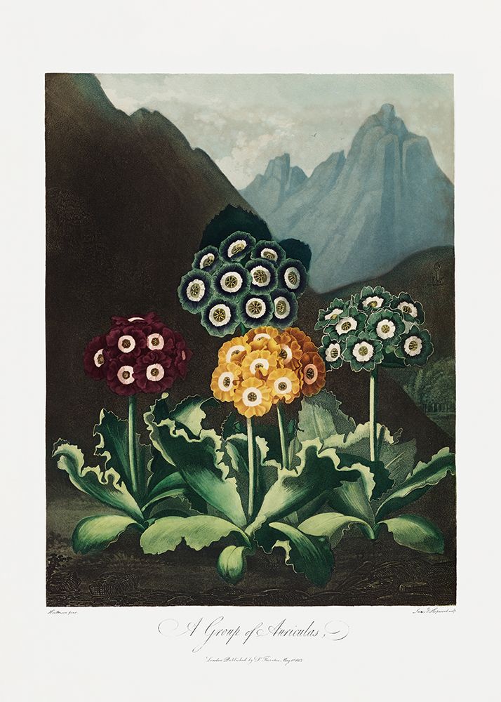 A Group of Auriculas from The Temple of Flora (1807) art print by Pictufy for $57.95 CAD