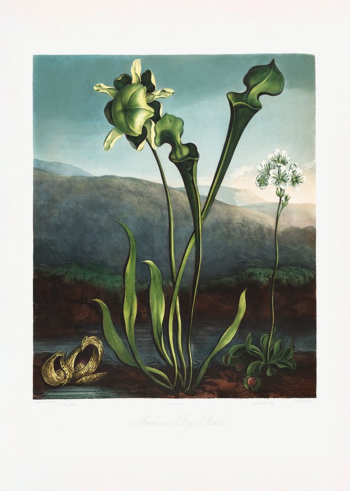 American Bog Plants from The Temple of Flora (1807) art print by Pictufy for $57.95 CAD
