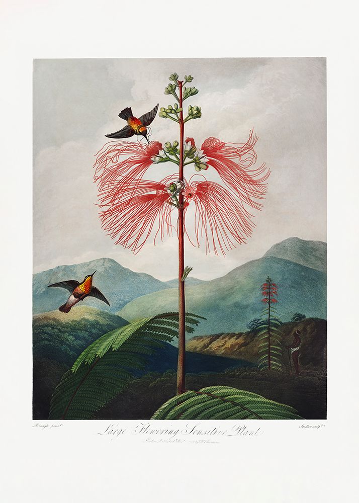 LargeaÂ€Â“Flowering Sensitive Plant from The Temple of Flora (1807) art print by Pictufy for $57.95 CAD