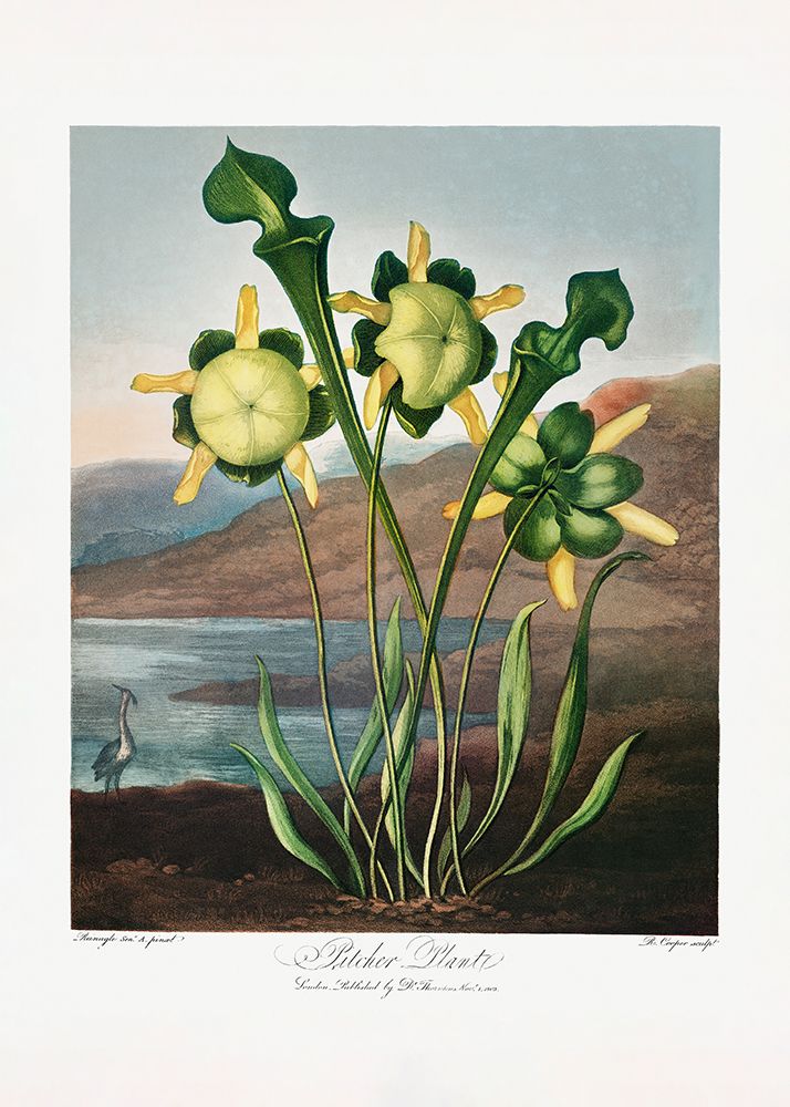 Pitcher Plant from The Temple of Flora (1807) art print by Pictufy for $57.95 CAD