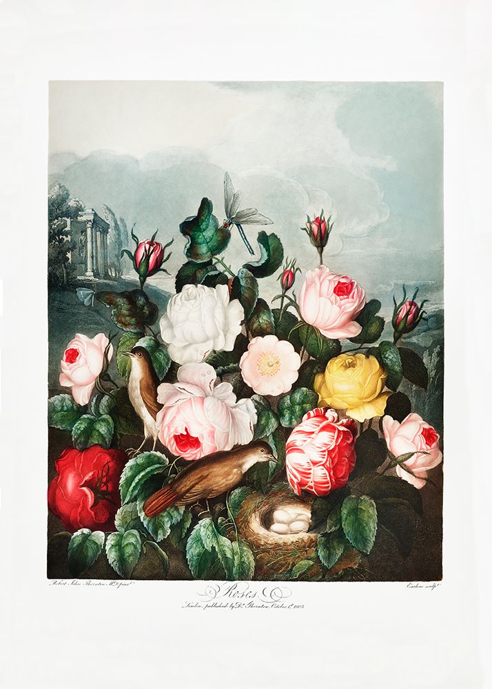 Roses from The Temple of Flora (1807) art print by Pictufy for $57.95 CAD