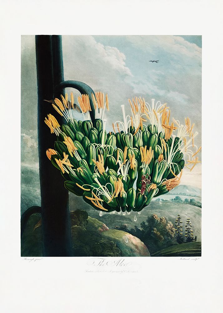 The Aloe from The Temple of Flora (1807) art print by Pictufy for $57.95 CAD