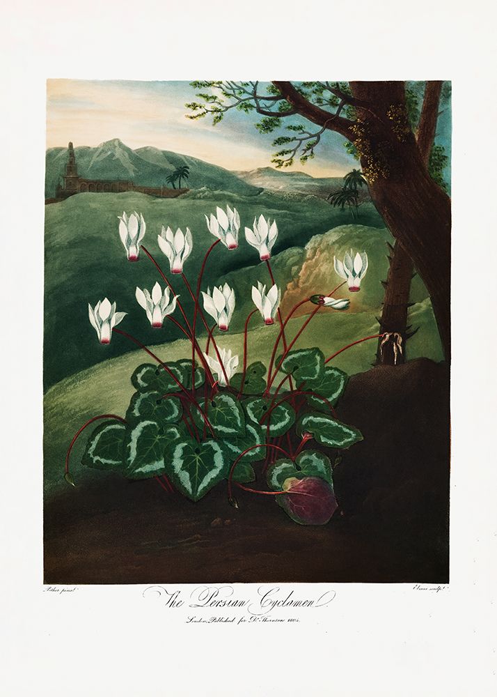The Persian Cyclamen from The Temple of Flora (1807) art print by Pictufy for $57.95 CAD