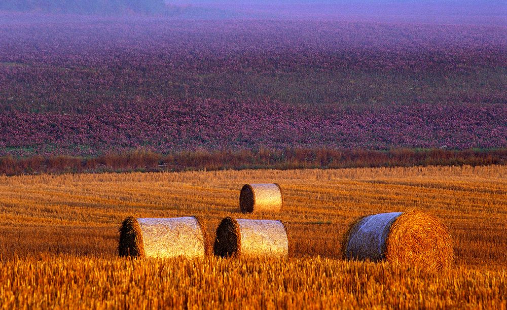 Farmers field art print by Allan Wallberg for $57.95 CAD